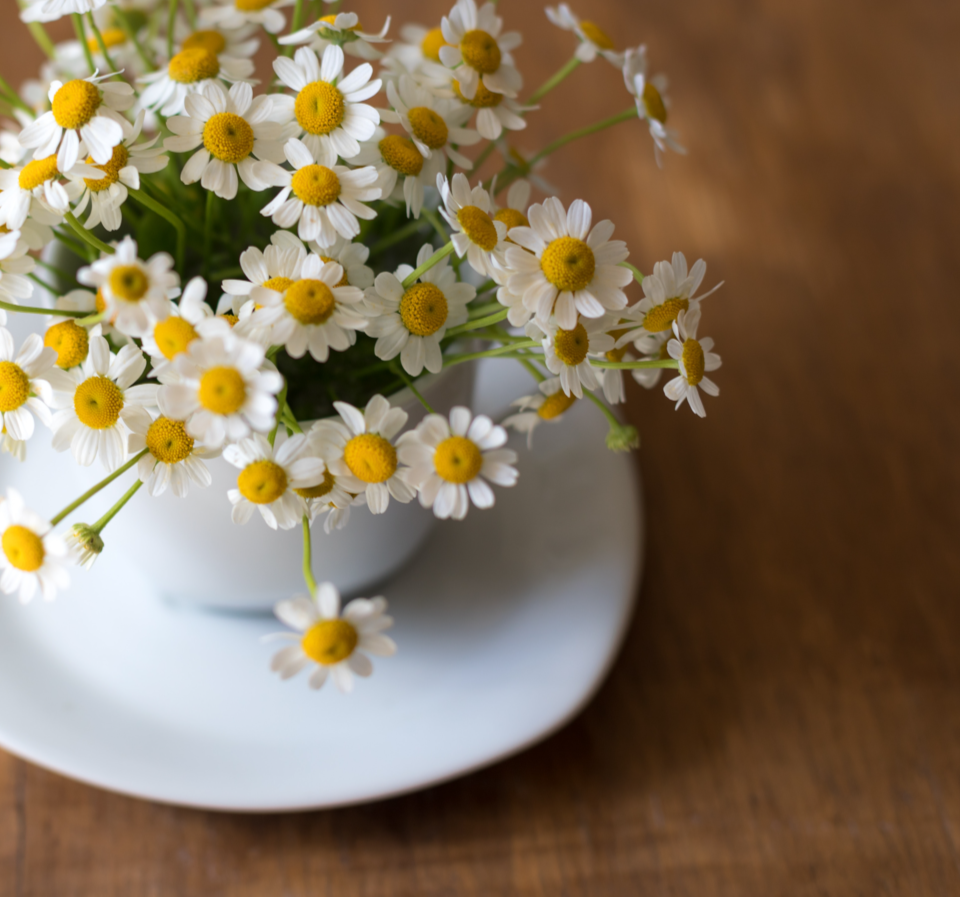 Teacup of feverfew