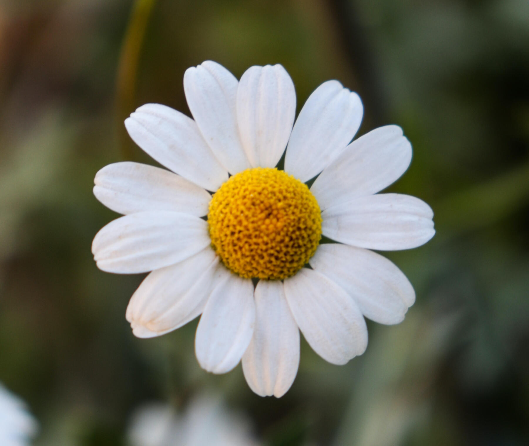 Feverfew flower