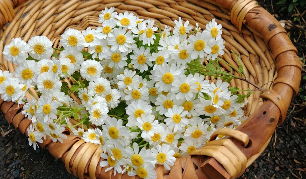 Feverfew flowers in basket